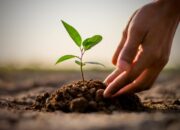 Kenali Arti Mimpi Menanam Pohon Ternyata Ini Artinya Menurut Pakar