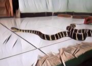 Kisah di Balik Arti Mimpi Ular Masuk Kamar Tidur : Ini Penjelasannya