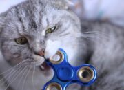 Misteri Terungkap: Arti Mimpi Bertemu Kucing Temukan Makna Rahasianya Disini