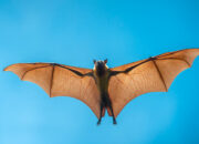 Misteri Terungkap: Arti Mimpi Melihat Kuntilanak Terbang : Pertanda Baik atau Buruk? Kuak Misterinya!