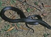 Simak! Arti Mimpi Melihat Ular Hitam Besar Ternyata Ini Artinya Menurut Pakar