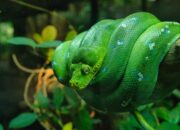 Buka Mata! Arti Mimpi Membunuh Ular Hijau Temukan Makna Rahasianya Disini