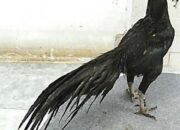Penafsiran Unik: Arti Mimpi Ayam Hitam Temukan Makna Rahasianya Disini
