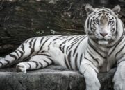 Kenali Arti Mimpi Dikejar Harimau Putih : Ini Penjelasannya