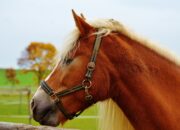 Kisah di Balik Arti Mimpi Melihat Kuda Coklat Masuk Rumah Ternyata Ini Artinya Menurut Pakar