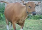 Kisah di Balik Arti Mimpi Sapi Melahirkan : Ini Penjelasannya