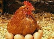 Penafsiran Unik: Arti Mimpi Melihat Ayam Bertelur Ternyata Ini Artinya Menurut Pakar