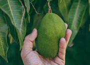 Kisah di Balik Arti Mimpi Memetik Mangga : Pertanda Baik atau Buruk? Kuak Misterinya!