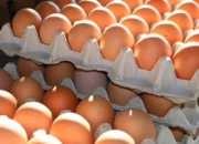 Kisah di Balik Arti Mimpi Melihat Telur Banyak : Pertanda Baik atau Buruk? Kuak Misterinya!