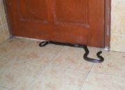 Kisah di Balik Arti Mimpi Ada Ular Besar Di Rumah Temukan Makna Rahasianya Disini