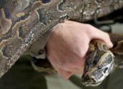 Tabir Terbuka:Rahasia Tersembunyi: Arti Mimpi Leher Dililit Ular  yang Perlu Diketahui