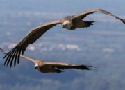 Buka Mata! Arti Mimpi Melihat Burung Terbang Banyak Sekali : Pertanda Baik atau Buruk? Kuak Misterinya!