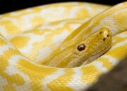 Tabir Terbuka:Rahasia Tersembunyi: Arti Mimpi Ular Kuning : Ini Penjelasannya