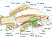 Misteri Terungkap: Arti Mimpi Organ Tubuh Keluar  yang Perlu Diketahui