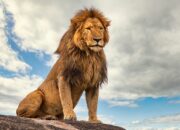 Simak! Arti Mimpi Dikejar Singa Dalam Islam : Ini Penjelasannya