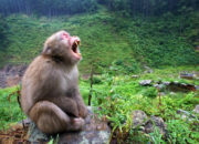 Misteri Terungkap: Arti Mimpi Di Serang Monyet Temukan Makna Rahasianya Disini