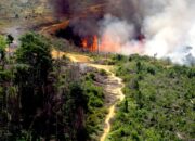 Kisah di Balik Arti Mimpi Kebakaran Hutan Menurut Islam Ternyata Ini Artinya Menurut Pakar