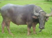 Tabir Terbuka:Rahasia Tersembunyi: Arti Mimpi Melihat Kerbau Ternyata Ini Artinya Menurut Pakar