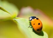 Penafsiran Unik: Arti Mimpi Disuruh Menikah Temukan Makna Rahasianya Disini