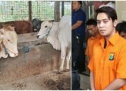 Buka Mata! Arti Mimpi Melihat Sapi Disembelih Ternyata Ini Artinya Menurut Pakar