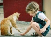 Kisah di Balik Arti Mimpi Bermain Dengan Kucing Temukan Makna Rahasianya Disini