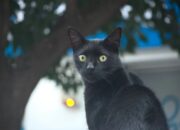 Wah, Arti Mimpi Melihat Kucing Hitam  yang Perlu Diketahui