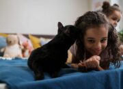 Wah, Arti Mimpi Diikuti Kucing  yang Perlu Diketahui