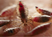 Kenali Arti Mimpi Kutu Di Kepala : Ini Penjelasannya