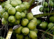 Kenali Arti Mimpi Dapat Kelapa Tua Banyak Temukan Makna Rahasianya Disini