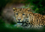 Kisah di Balik Arti Mimpi Dikejar Macan Tutul Ternyata Ini Artinya Menurut Pakar