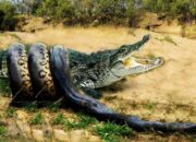 Kisah di Balik Arti Mimpi Buaya Dan Ular Ternyata Ini Artinya Menurut Pakar