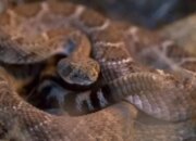 Kenali Arti Mimpi Mau Digigit Ular : Pertanda Baik atau Buruk? Kuak Misterinya!