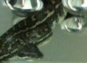 Kenali Arti Mimpi Ular Di Kamar Mandi : Ini Penjelasannya