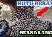 Simak! Arti Mimpi Kepala Banyak Kutu Temukan Makna Rahasianya Disini