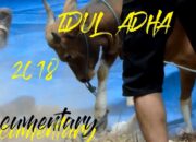 Kenali Arti Mimpi Melihat Sapi Ngamuk : Pertanda Baik atau Buruk? Kuak Misterinya!