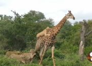 Kisah di Balik Arti Mimpi Di Kejar Singa : Ini Penjelasannya