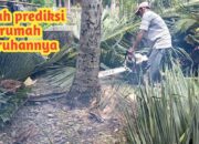 Wah, Arti Mimpi Melihat Orang Menebang Pohon Besar Temukan Makna Rahasianya Disini