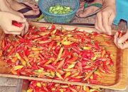 Kenali Arti Mimpi Memetik Cabe Rawit Ternyata Ini Artinya Menurut Pakar