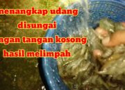 Kenali Arti Mimpi Menangkap Udang Dengan Tangan Temukan Makna Rahasianya Disini
