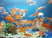 Kisah di Balik Arti Mimpi Ikan Kecil Banyak Temukan Makna Rahasianya Disini