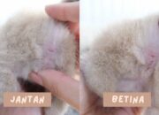 Tabir Terbuka:Rahasia Tersembunyi: Arti Mimpi Melihat Kemaluan Perempuan : Ini Penjelasannya