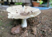 Tabir Terbuka:Rahasia Tersembunyi: Arti Mimpi Memetik Jamur Barat Ternyata Ini Artinya Menurut Pakar