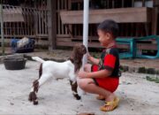 Misteri Terungkap: Arti Mimpi Digigit Kambing  yang Perlu Diketahui