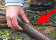 Wah, Arti Mimpi Cacing Besar : Pertanda Baik atau Buruk? Kuak Misterinya!