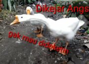 Kisah di Balik Arti Mimpi Dikejar Angsa : Pertanda Baik atau Buruk? Kuak Misterinya!