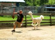 Kisah di Balik Arti Mimpi Dikejar Hewan Buas Temukan Makna Rahasianya Disini