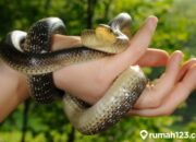 Buka Mata! Arti Mimpi Dililit Ular Menurut Islam : Pertanda Baik atau Buruk? Kuak Misterinya!