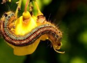 Wah, Arti Mimpi Melihat Ulat Ternyata Ini Artinya Menurut Pakar