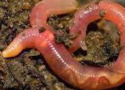 Buka Mata! Arti Mimpi Melihat Cacing Banyak Temukan Makna Rahasianya Disini