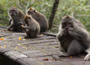 Penafsiran Unik: Arti Mimpi Banyak Monyet : Ini Penjelasannya